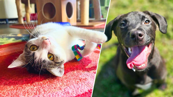 Fur Real, It's Adoption Time!