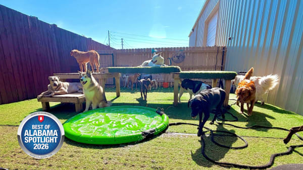 The Dog Days Get an Upgrade