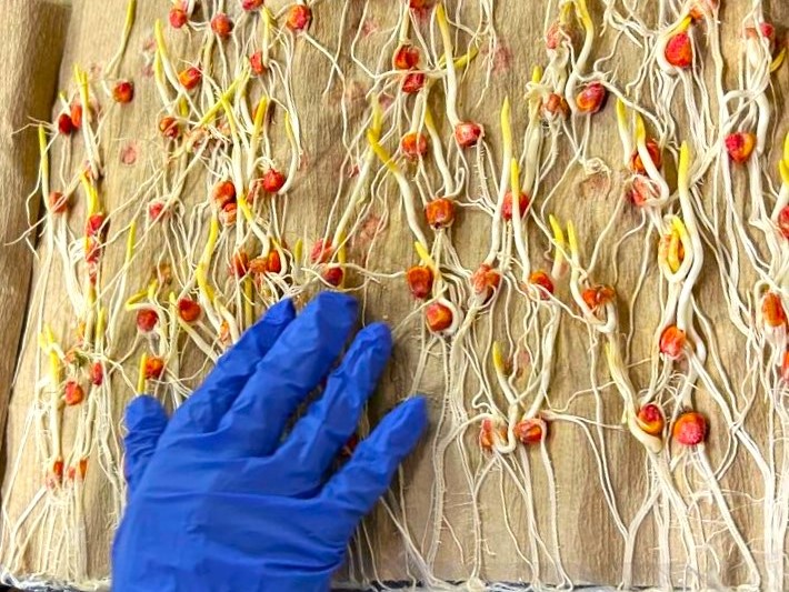 Germination Testing