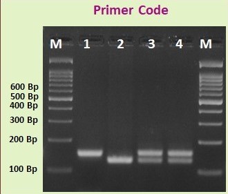 DNA Seed Testing - Hybrid Seed Testing - DNA Fingerprinting