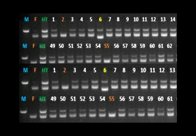 Genetic Purity Testing - Seed Certification Laboratory