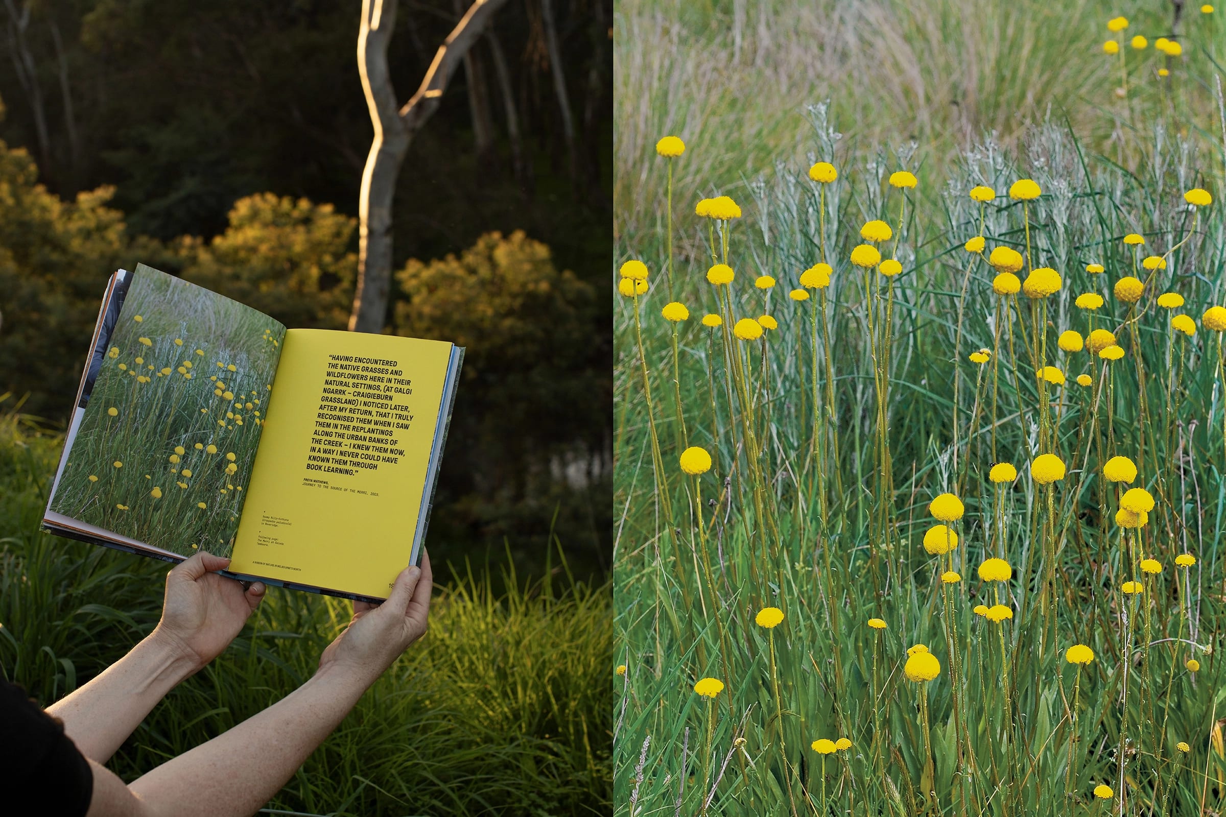 Photo of book field of flowers