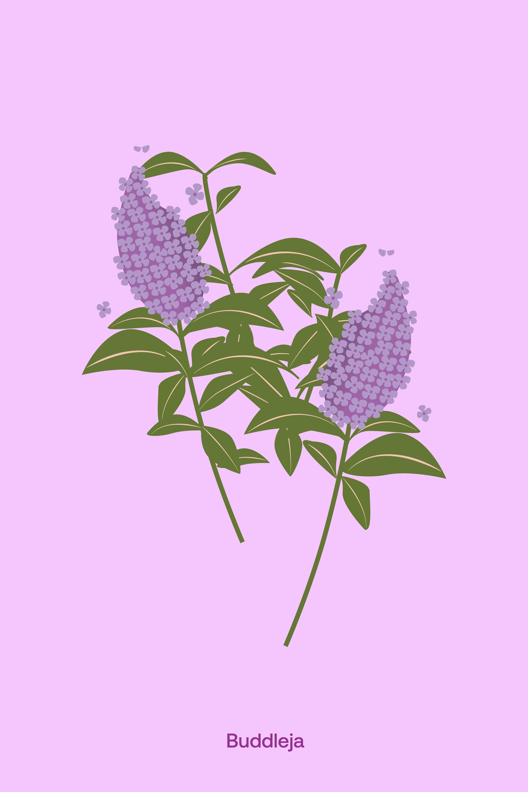 Kangaroo Paw illustration