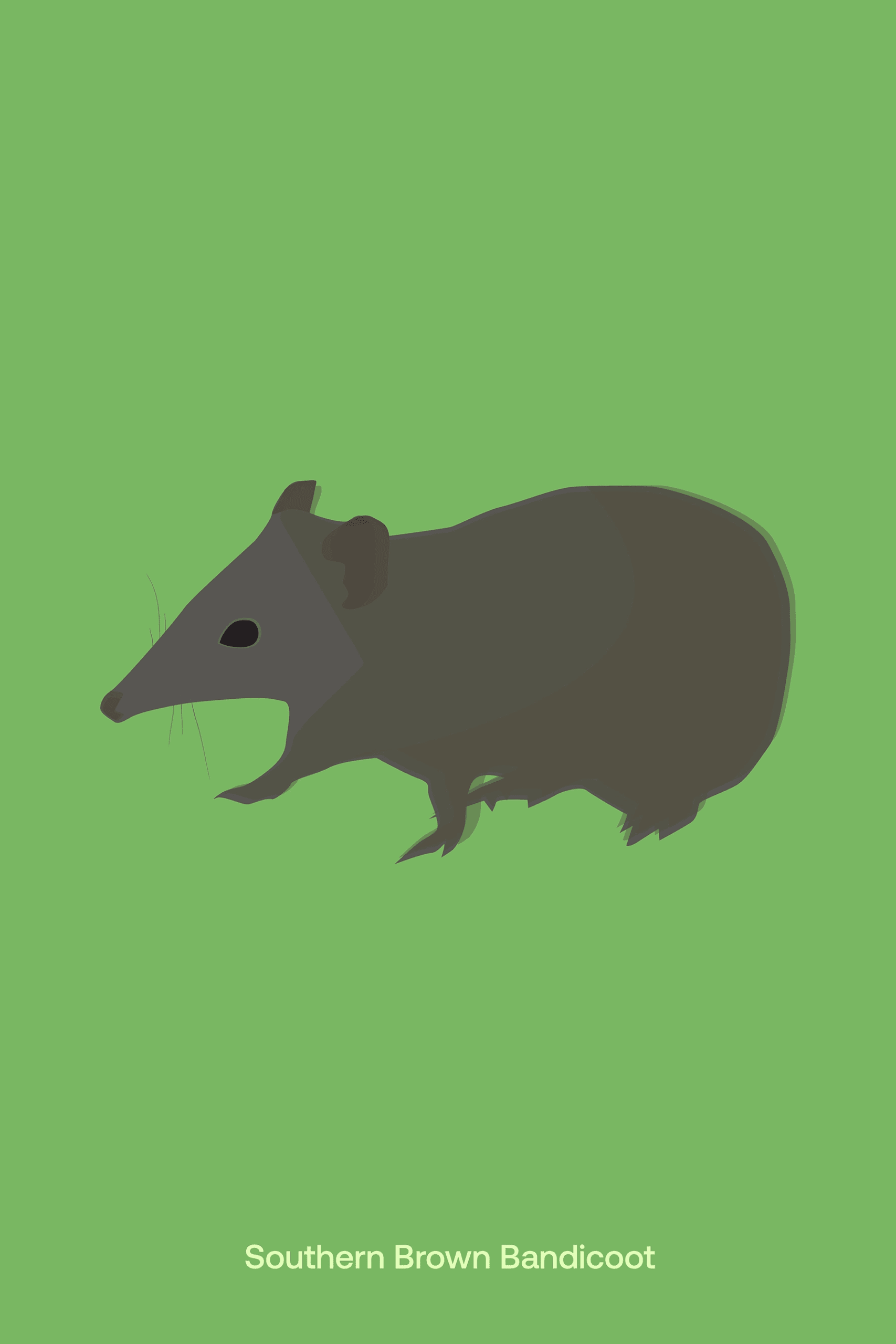Southern Brown Bandicoot Illustration