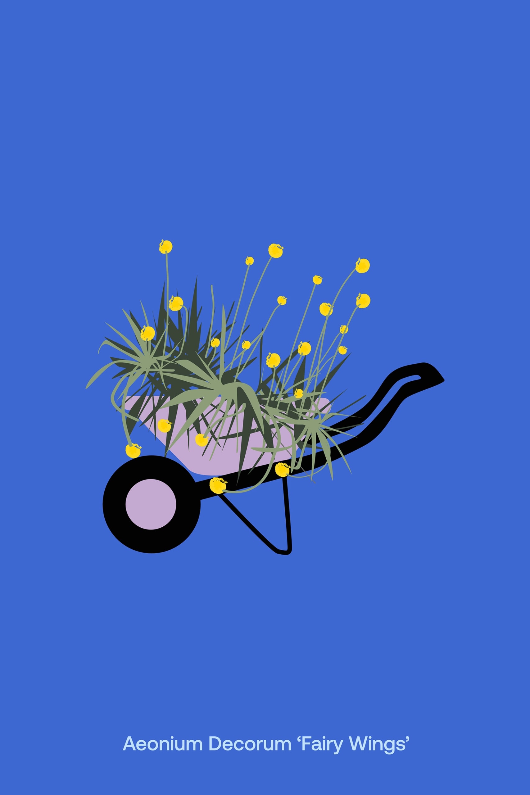 Aeonium Decorum Fairy-Wings illustration