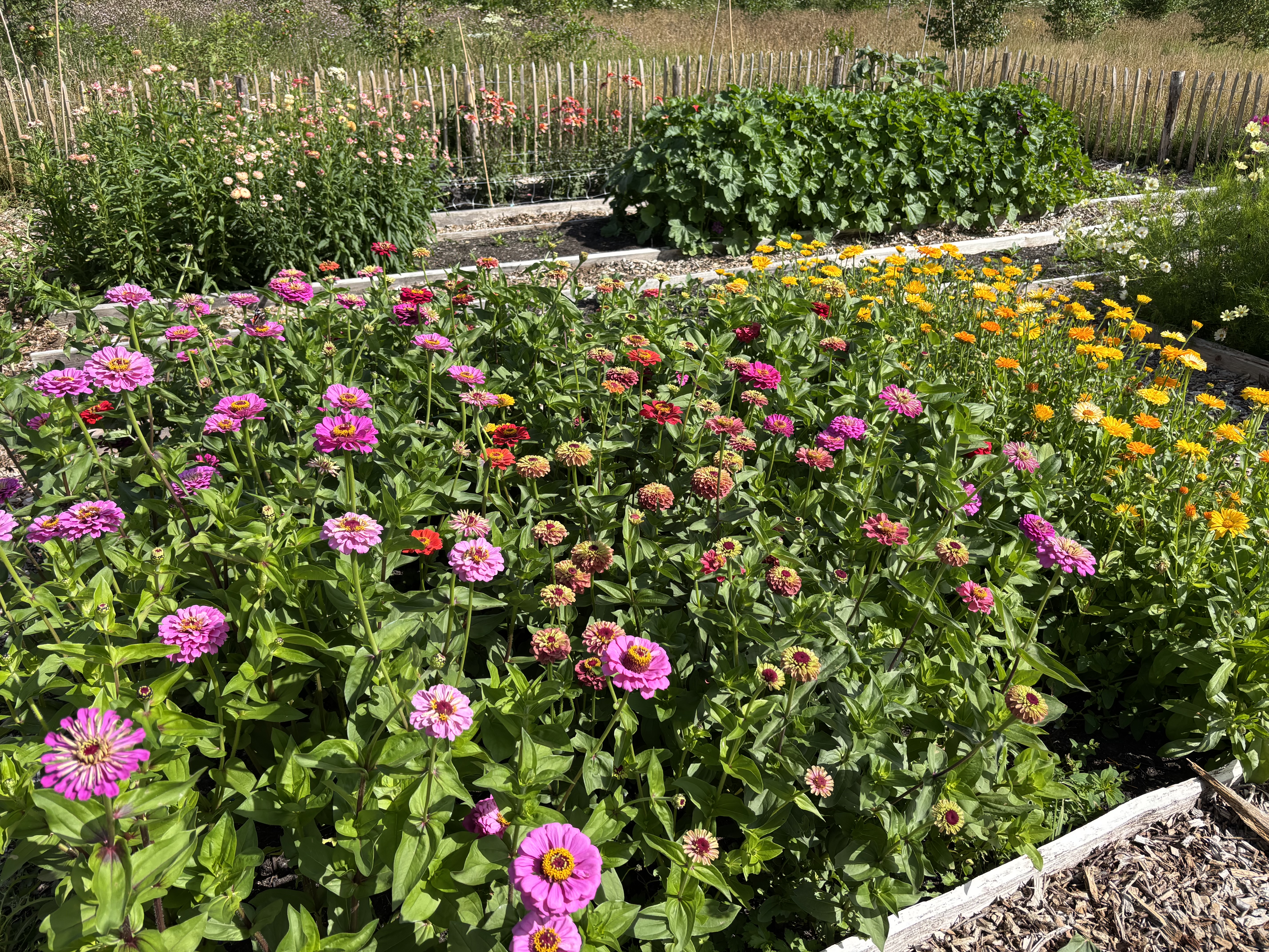 Bloemen pluktuin update