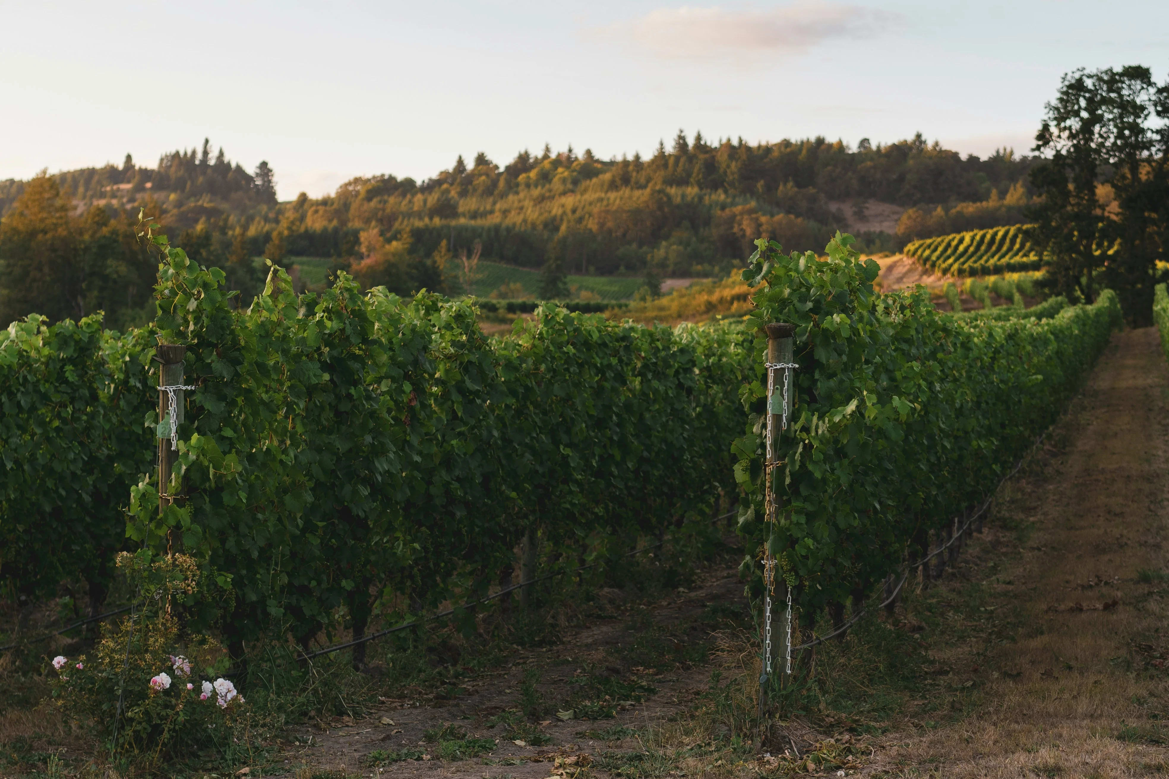 Willamette Valley, Oregon — photo 2 for A1CHARTERS group charter