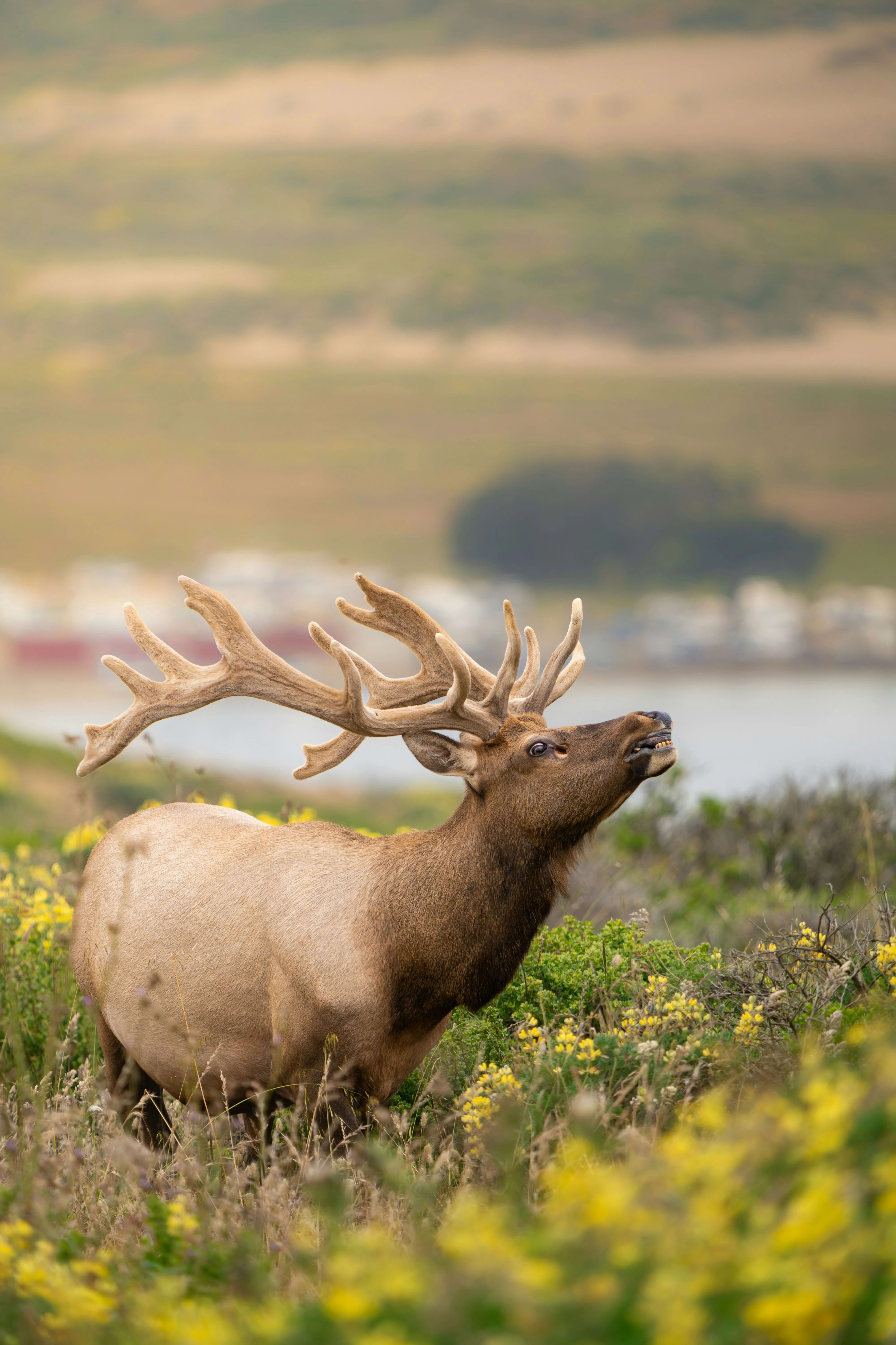 Point Reyes, California — scenic view for A1CHARTERS group charter