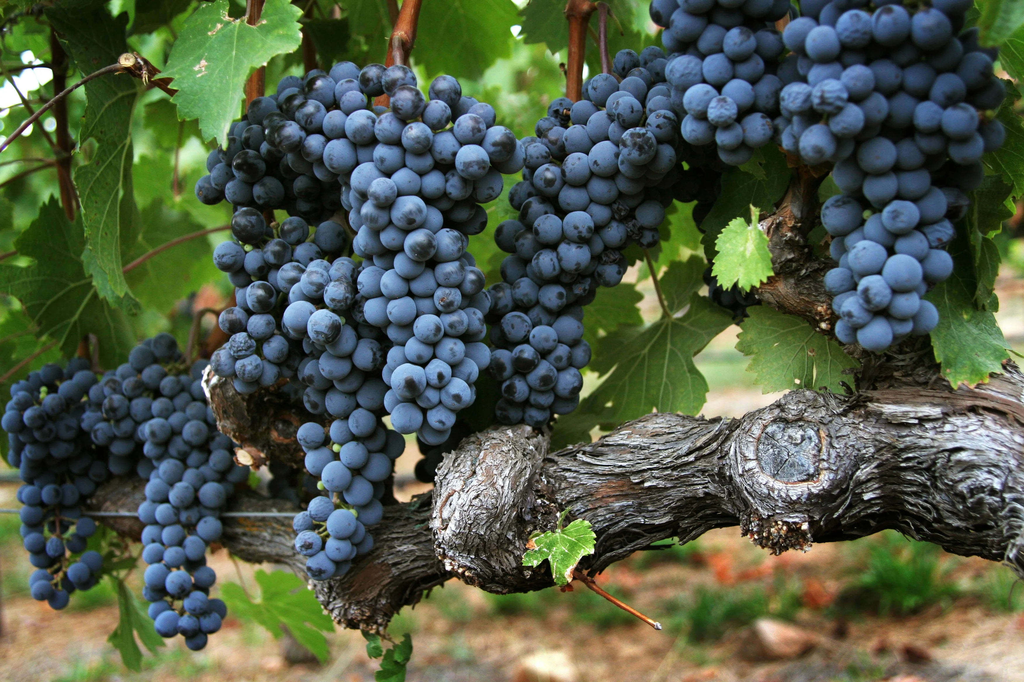 Napa Valley, California — A1CHARTERS group charter destination