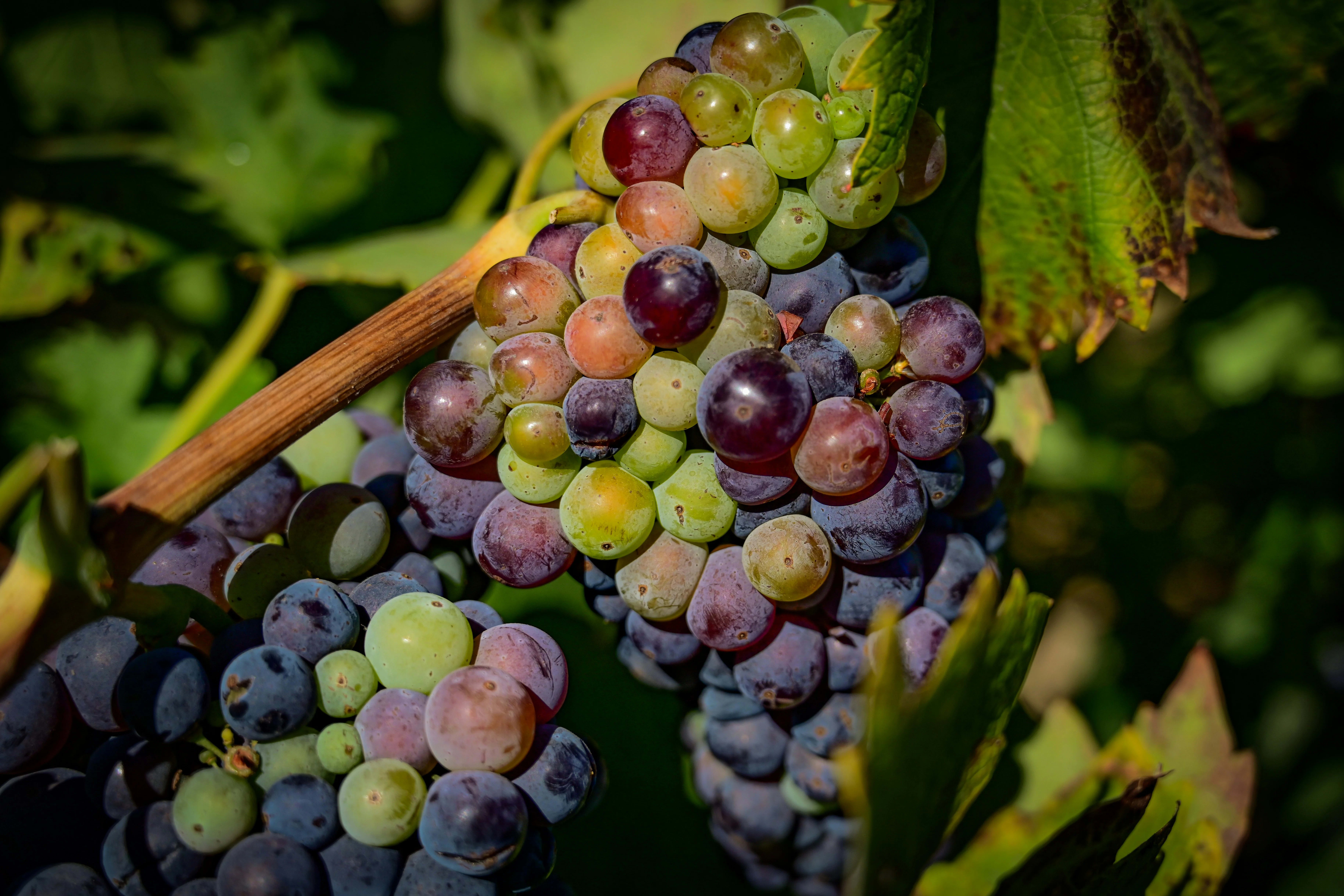 Napa Valley vineyard rows stretching toward golden hills at harvest time in Northern California