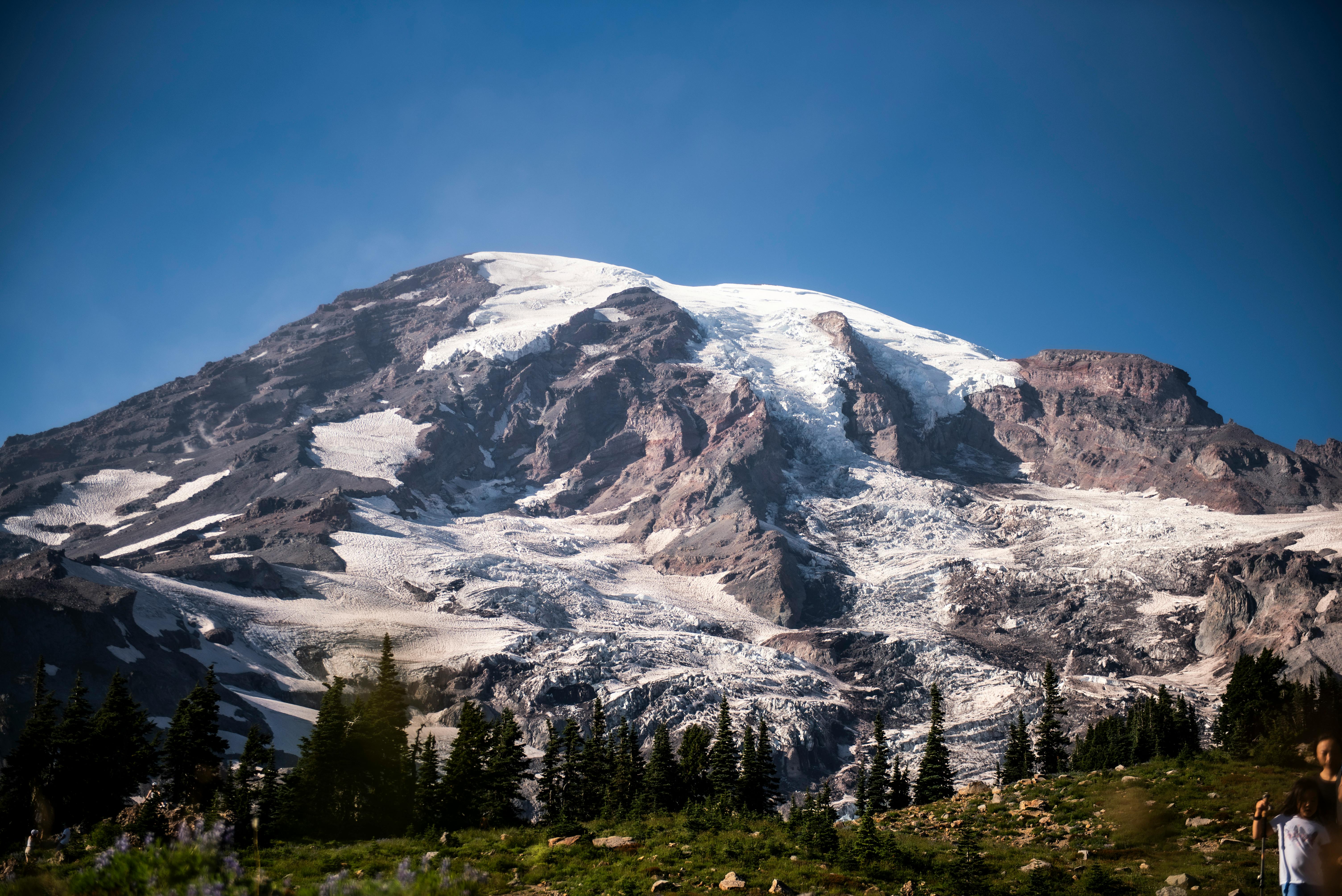 Mount Rainier summit rising above alpine meadows blanketed in wildflowers under a clear blue sky