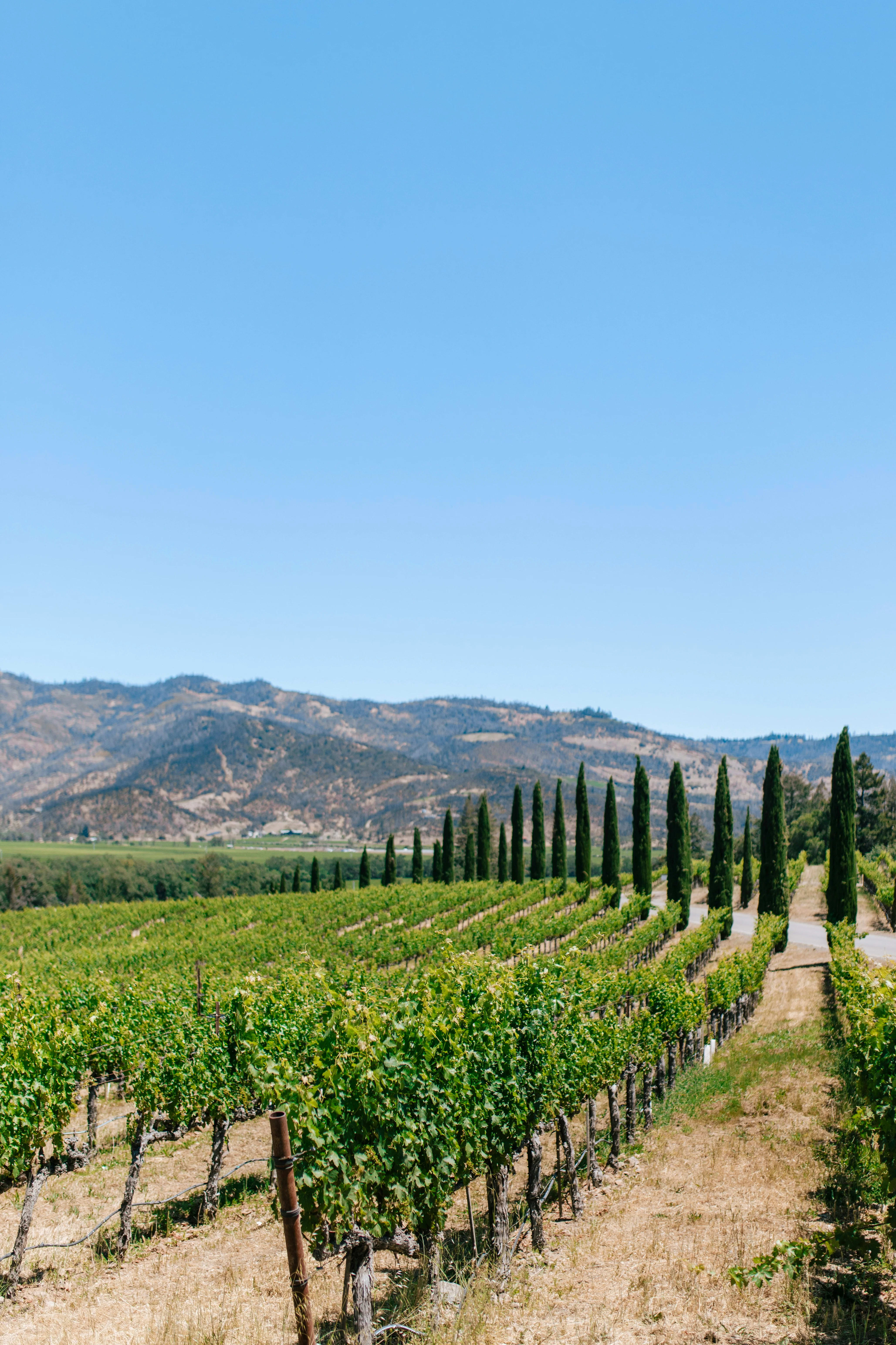 Napa Valley, California — scenic view for A1CHARTERS group charter