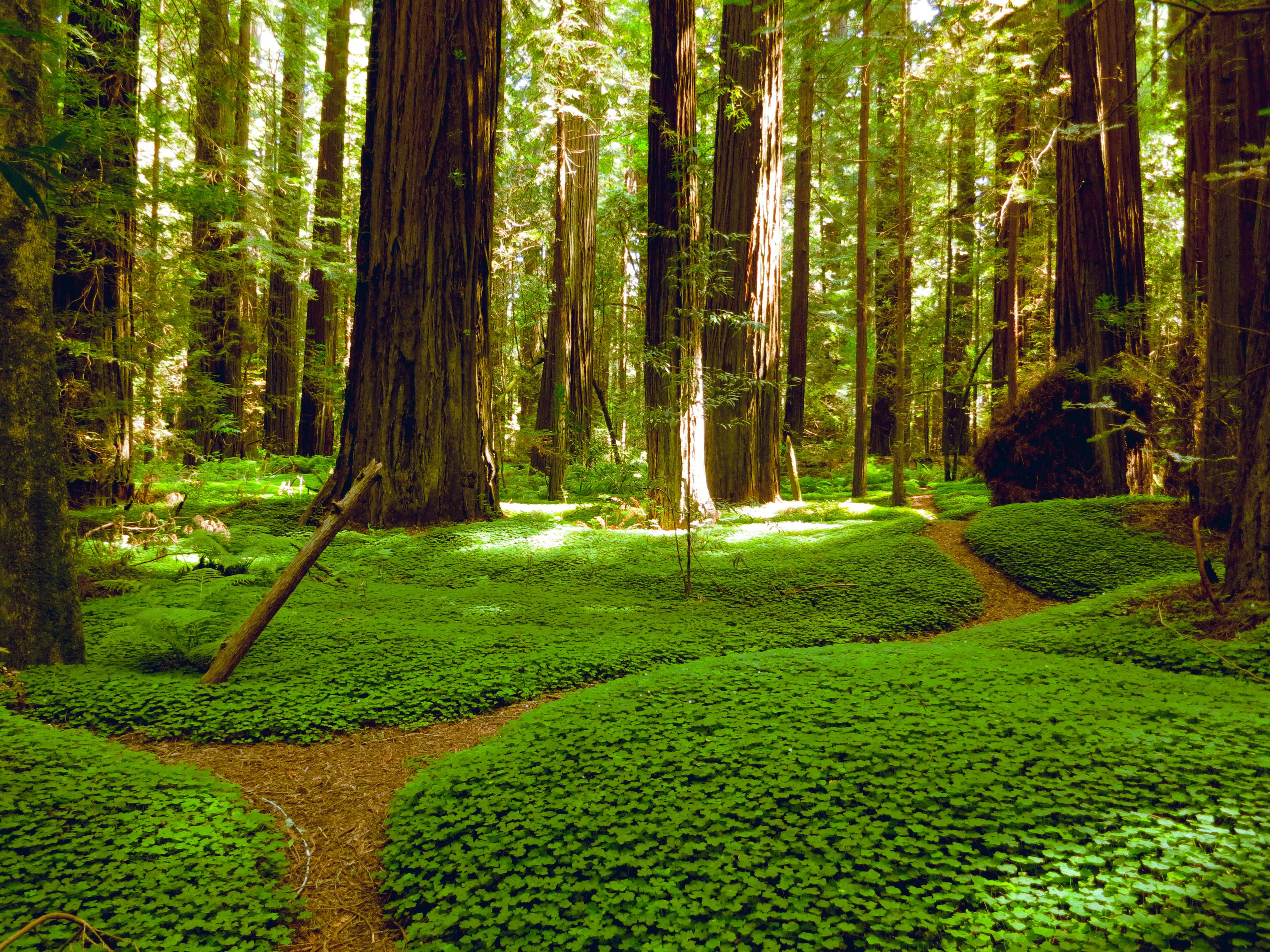Redwood Country, California — photo 2 for A1CHARTERS group charter