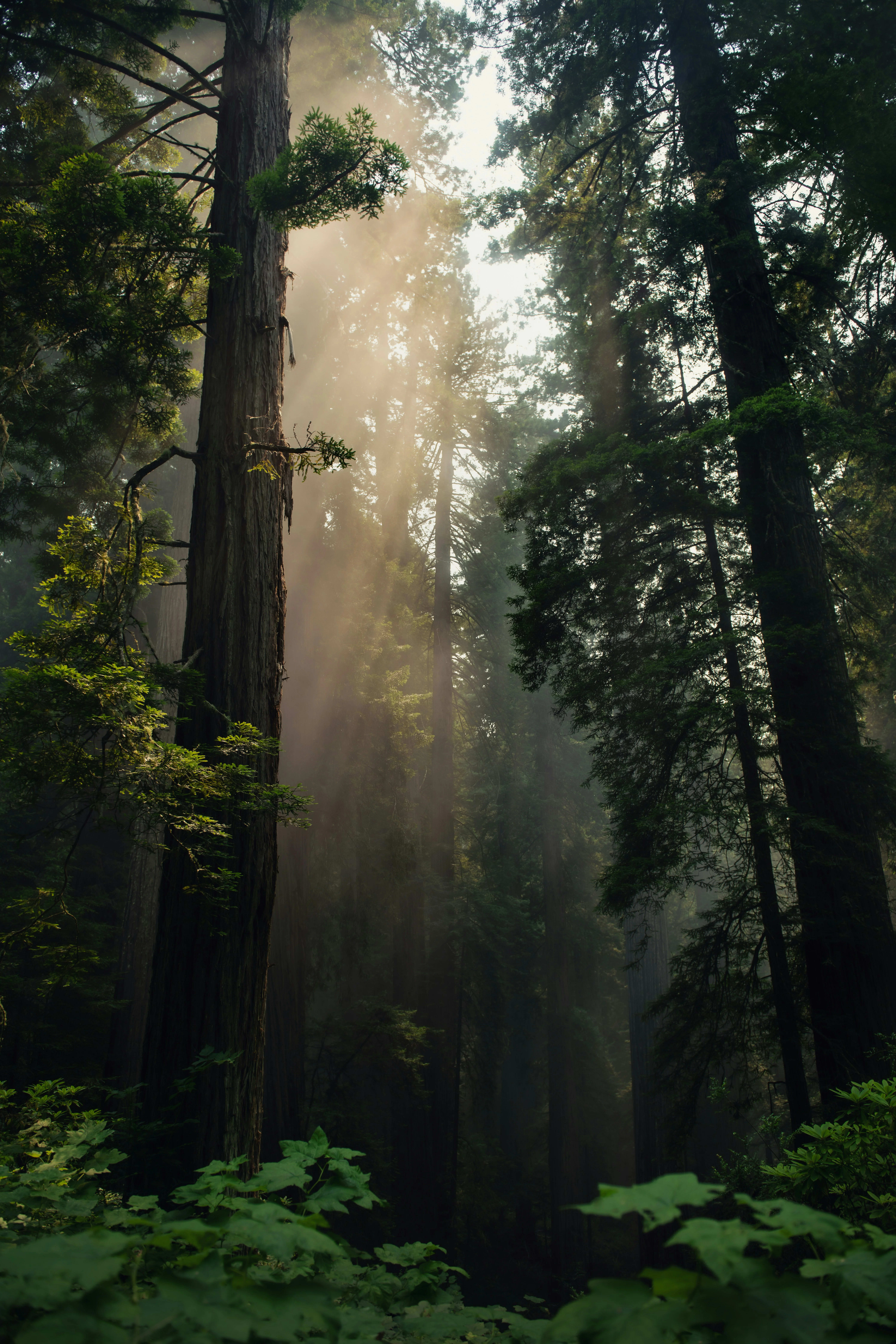 Redwood Country, California — scenic view for A1CHARTERS group charter