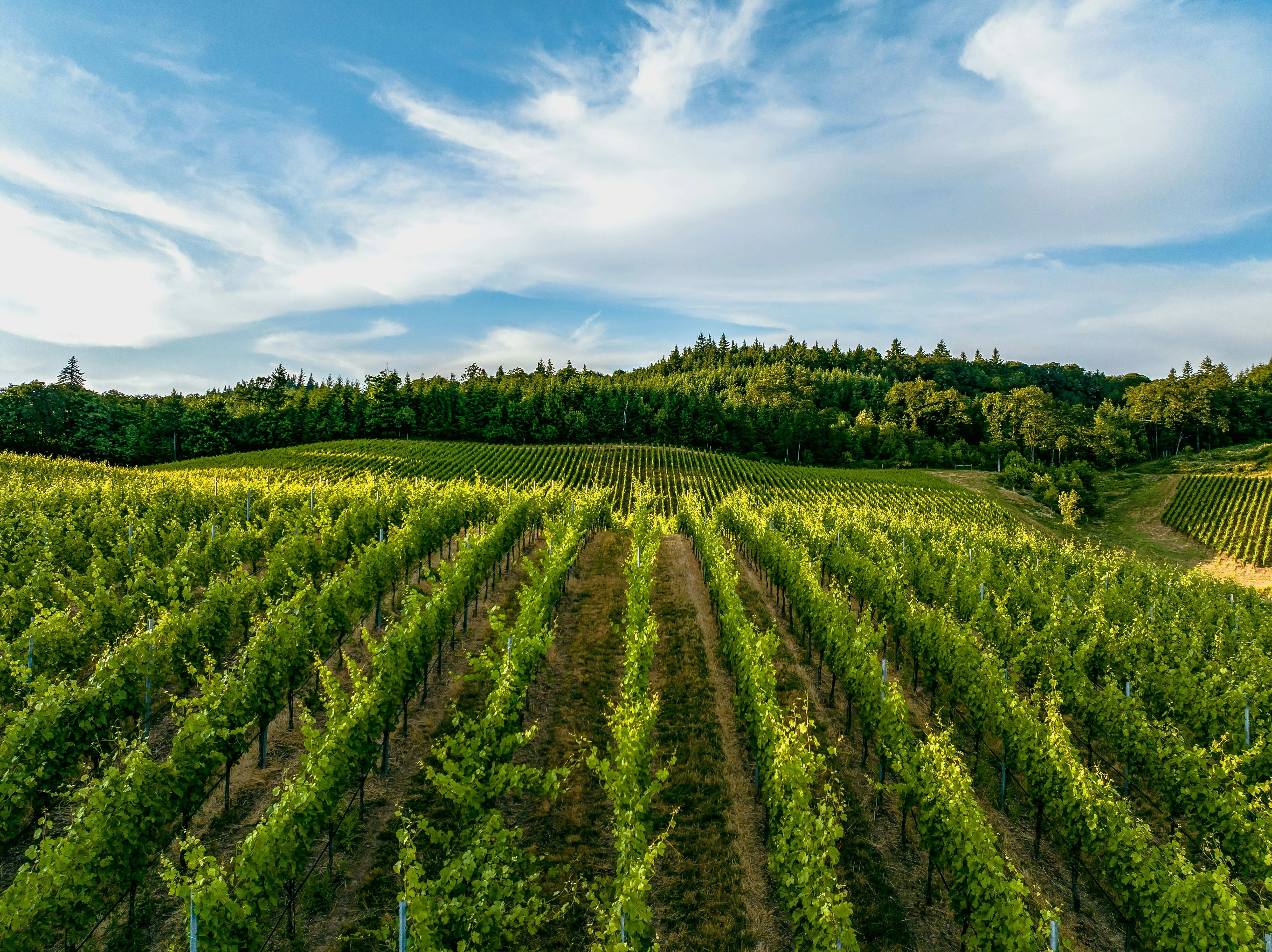 Willamette Valley, Oregon — scenic view for A1CHARTERS group charter