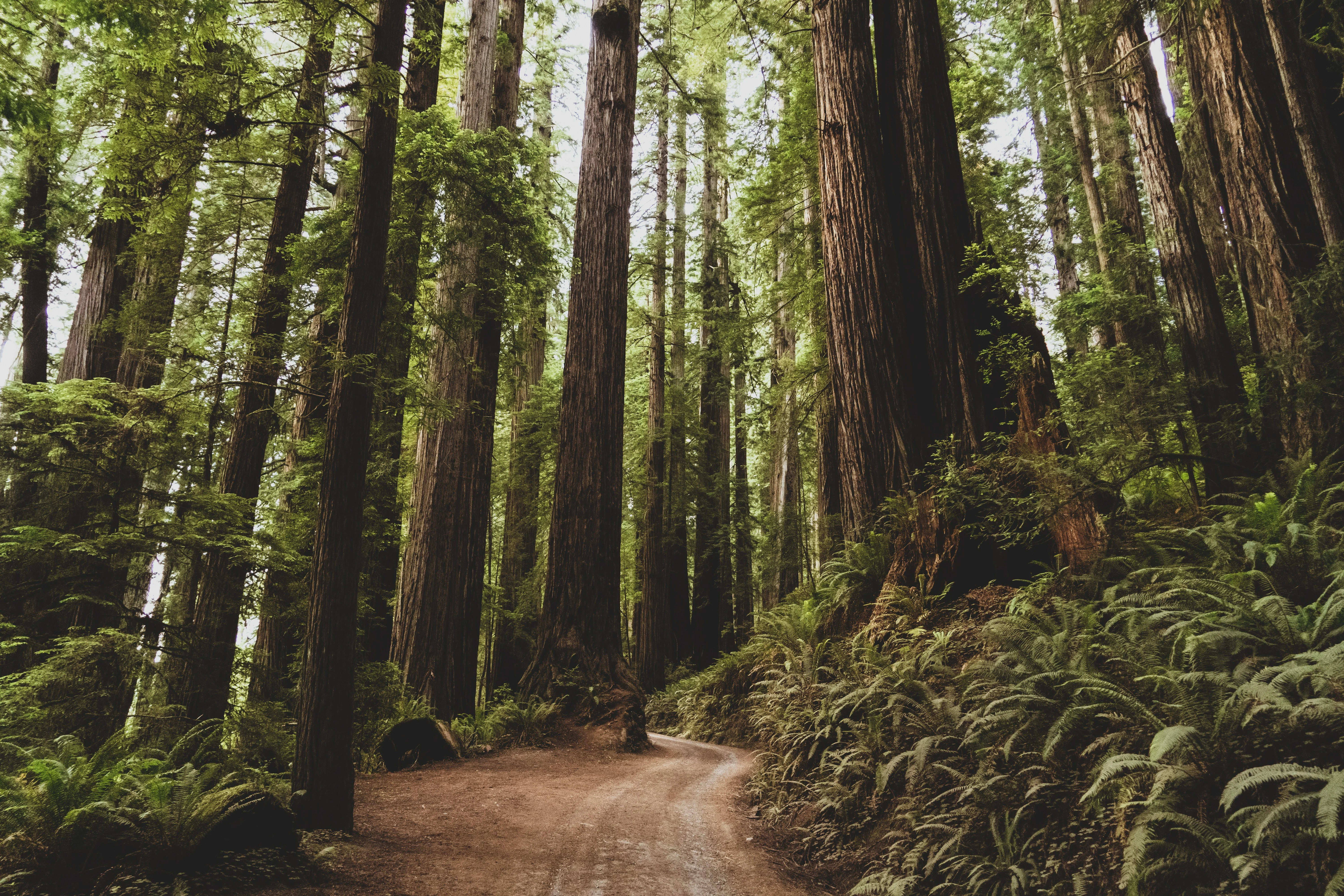 Redwood Country, California — A1CHARTERS group charter destination