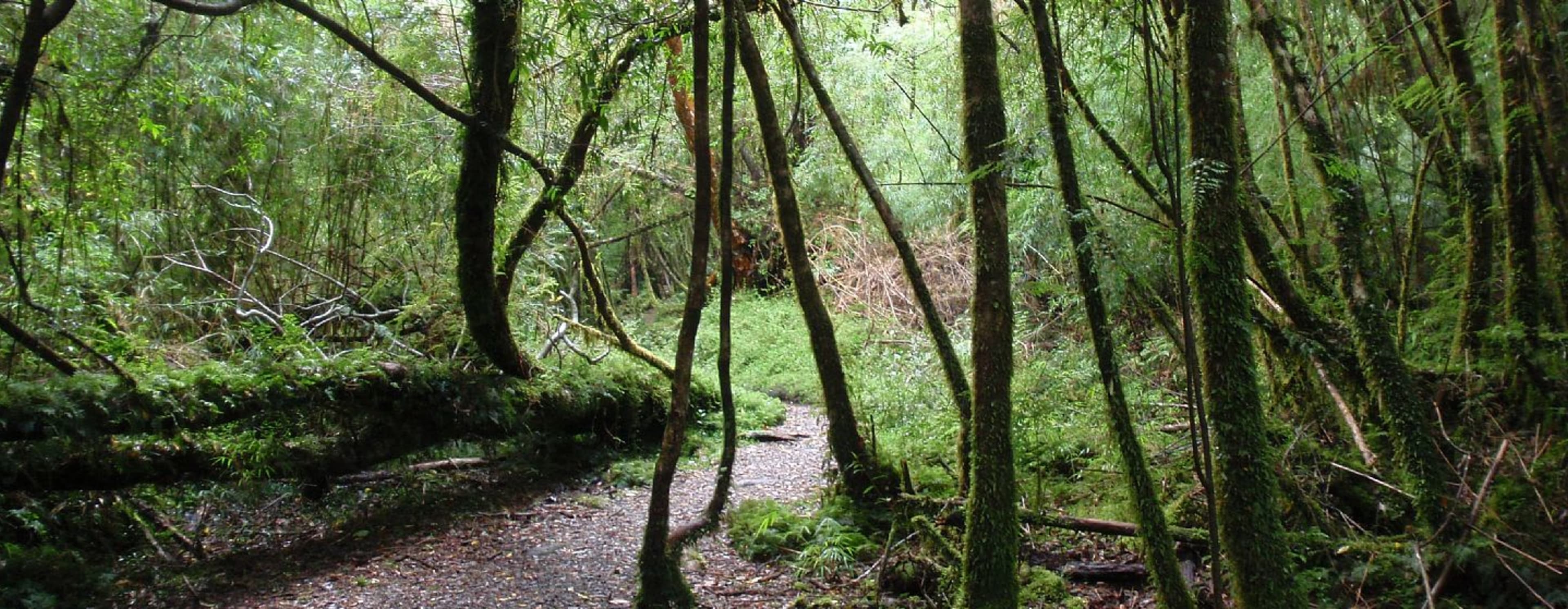 Parque Alerce Andino