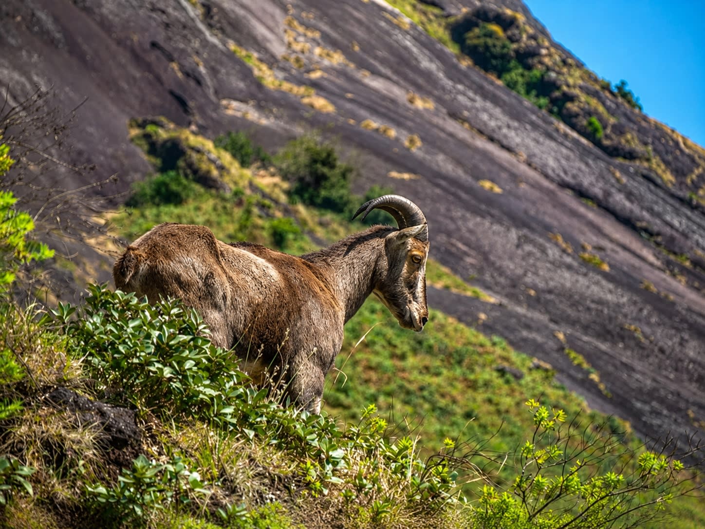 Nilgiri Tahr at Eravikulam National Park in Munnar, Kerala