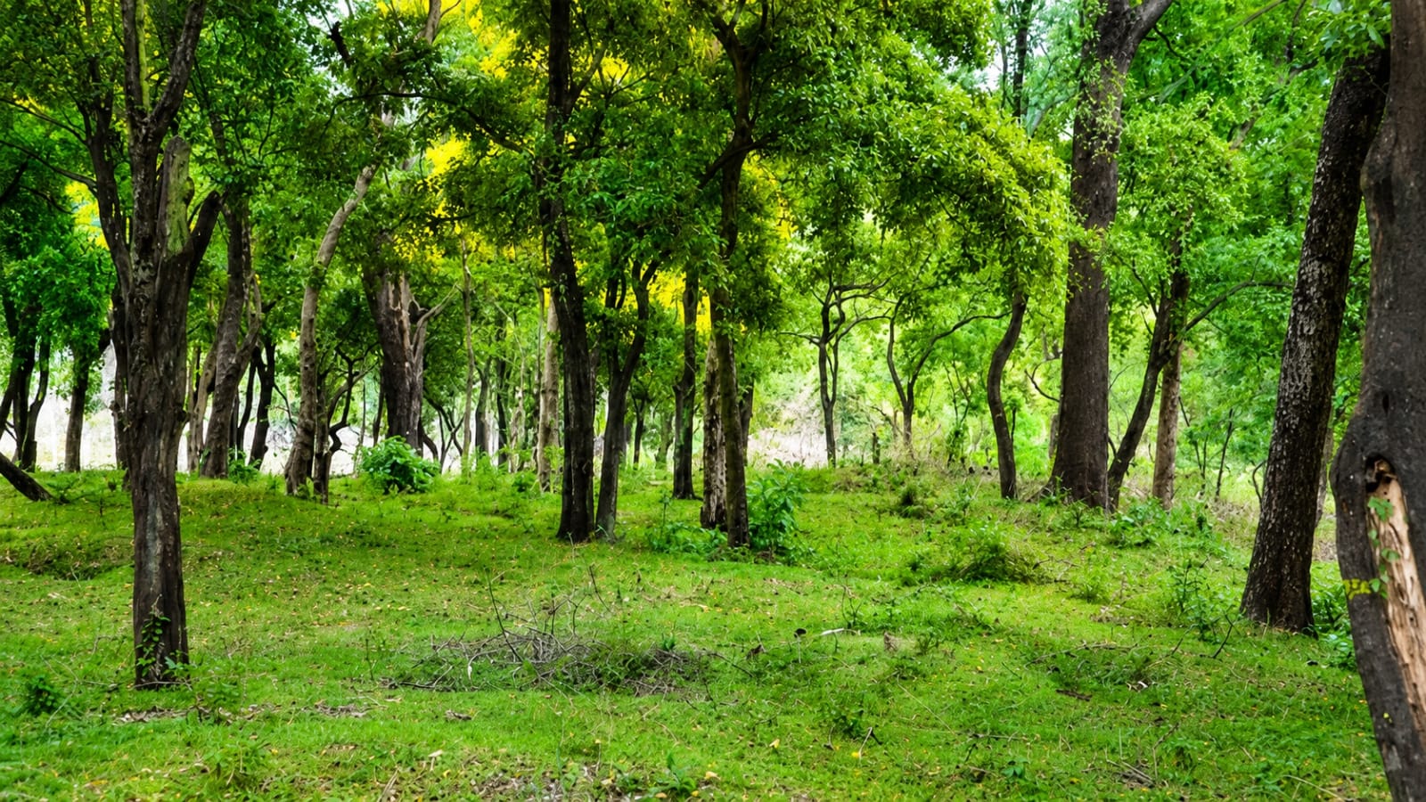 Marayoor Sandalwood Forest with native sandalwood trees near Munnar, Kerala