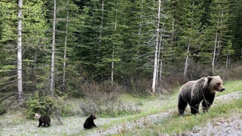 Second rare grizzly bear spotted in Banff National Park by Calgary family |  Lethbridge News Now