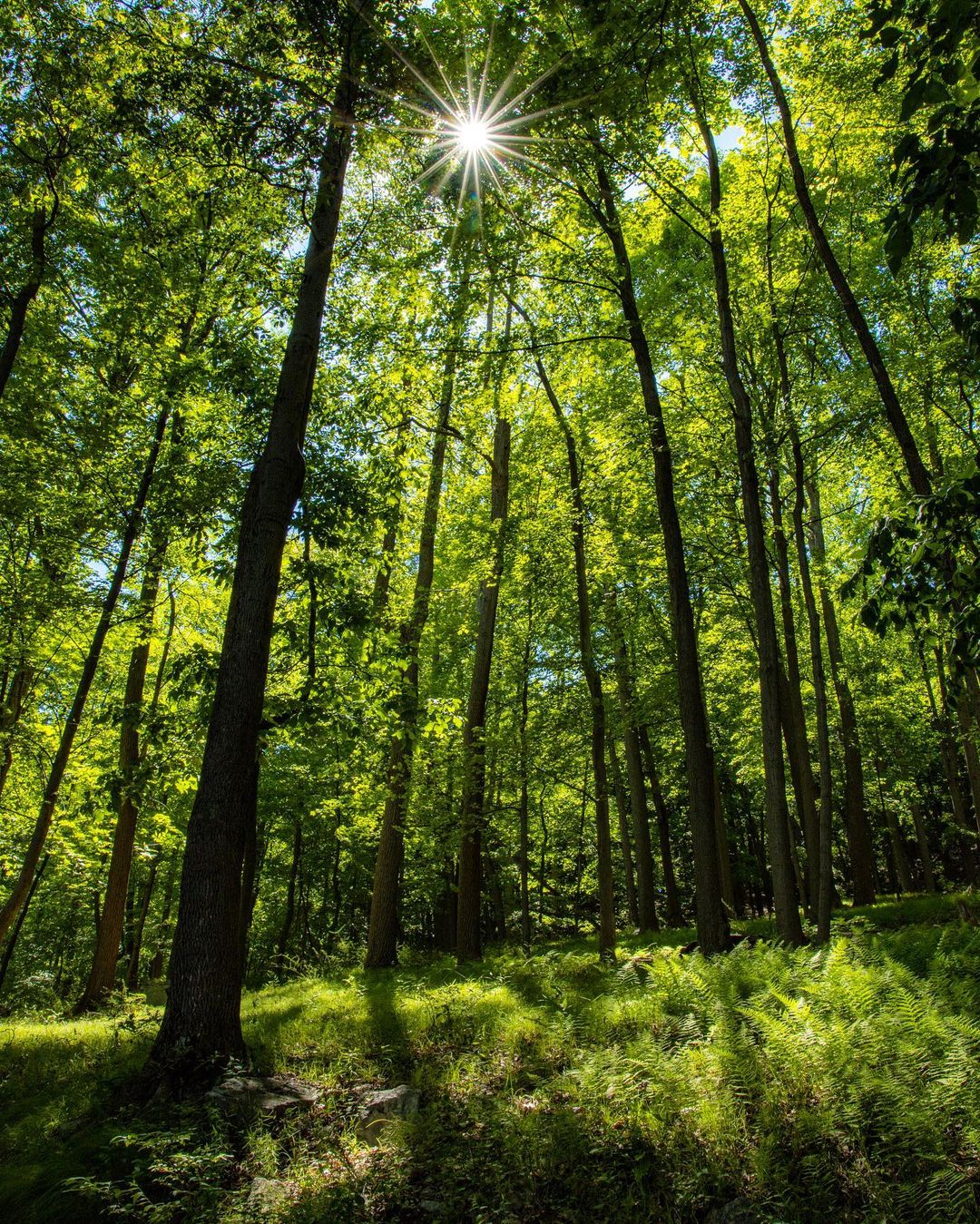 Emerald forest light