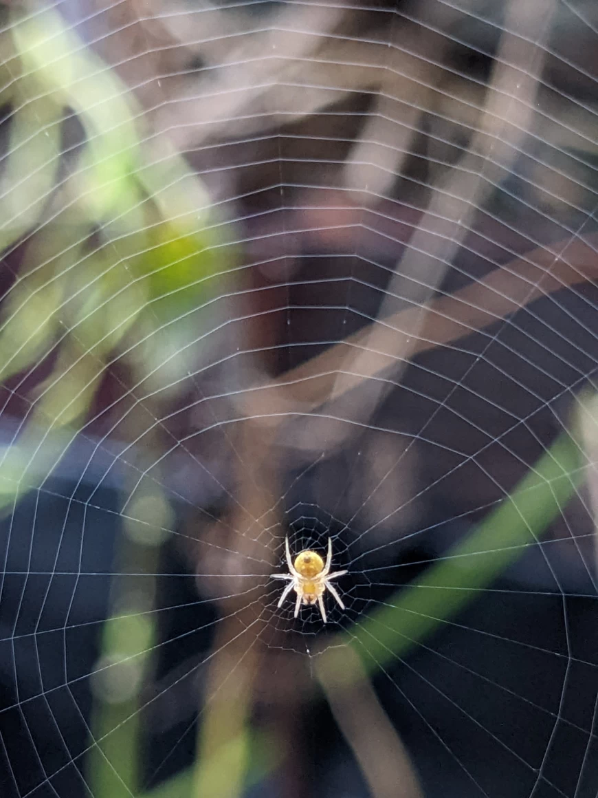 Delicate Woven Web