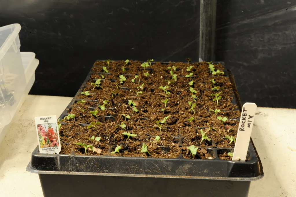 Snapdragon Reproduction When to Start Snapdragon Seeds Indoors — 5 Simple Steps
