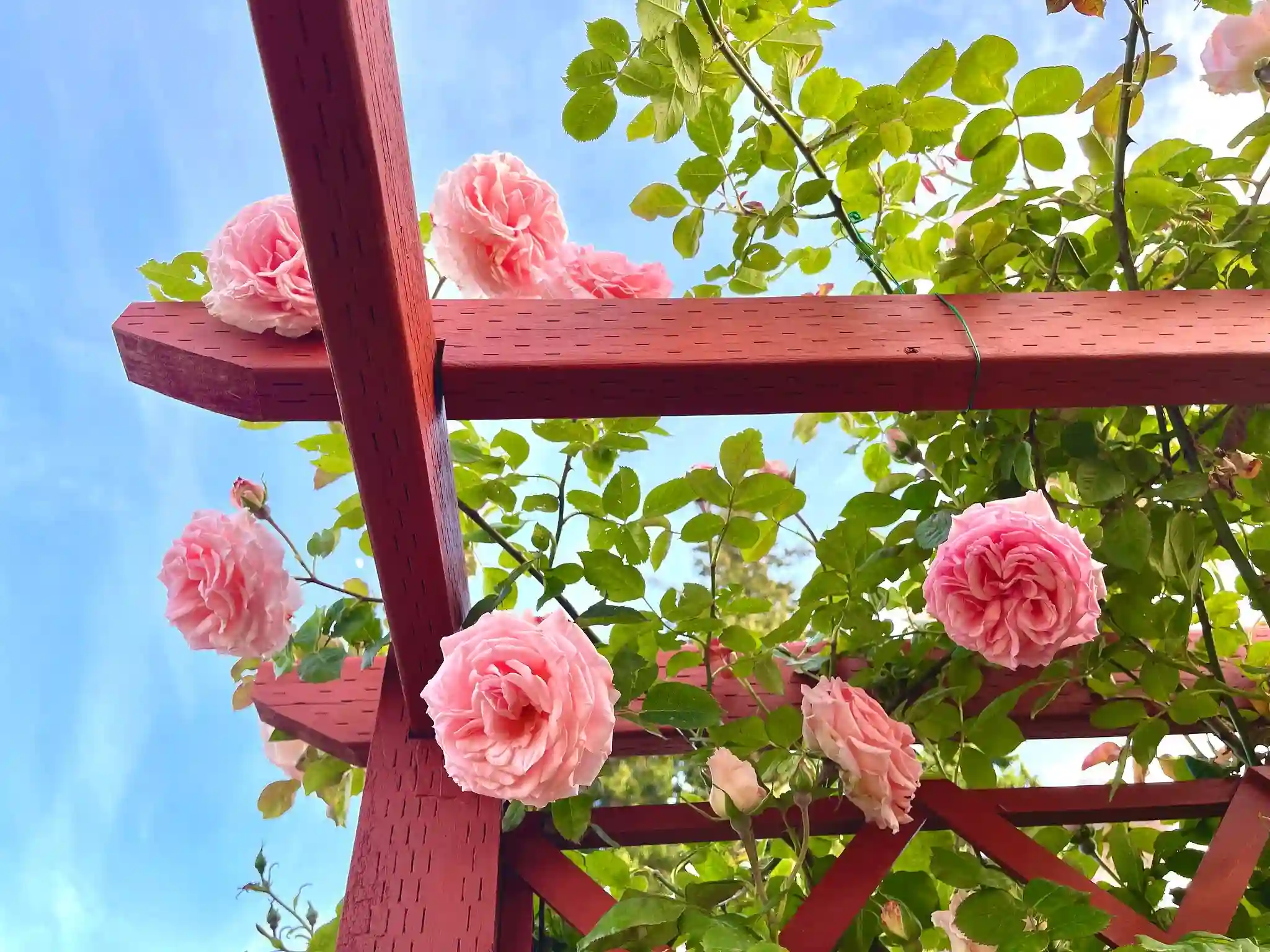 When & How to Prune Climbing Roses — In 5 Simple Steps