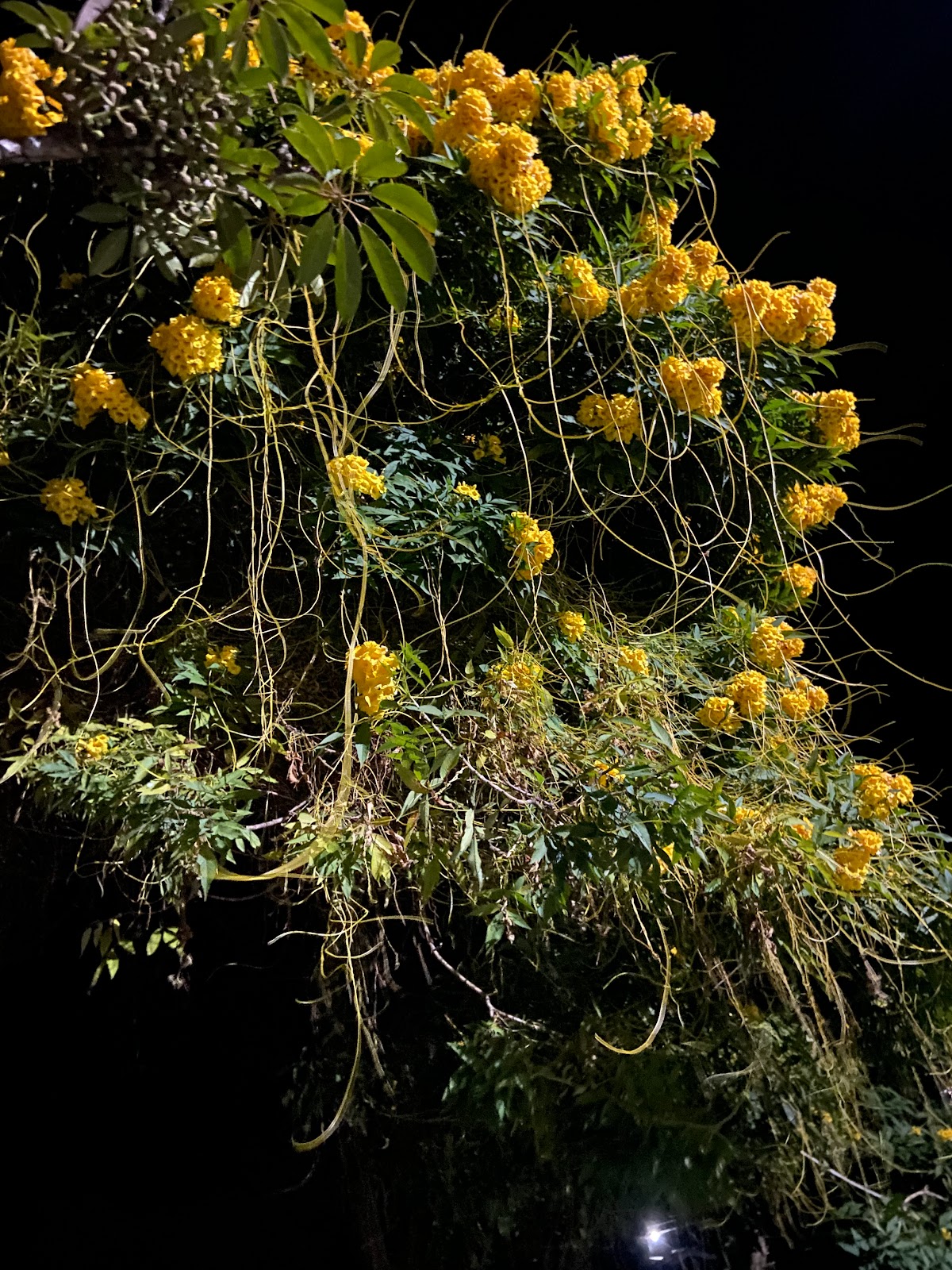 Organic Farmstay w/ Home Meals & Views, Sikkim in Sikkim 5