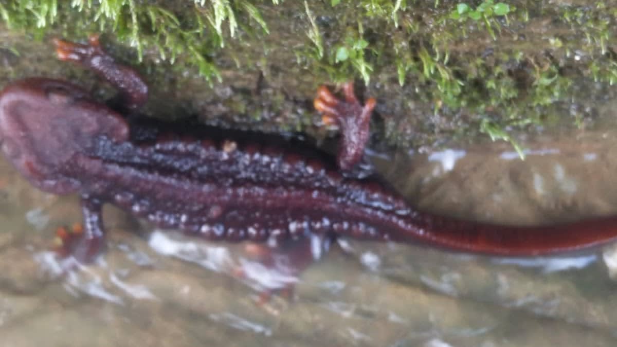 Seclusive retreat in Sonada 8