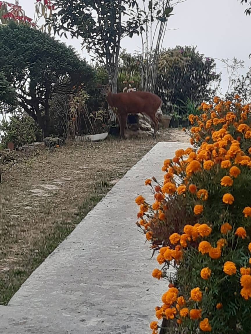 Escape to our hillside heaven in Takdah 8