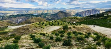 Venta terreno cerca a Guayllabamba 10.000m2 árboles de aguacate