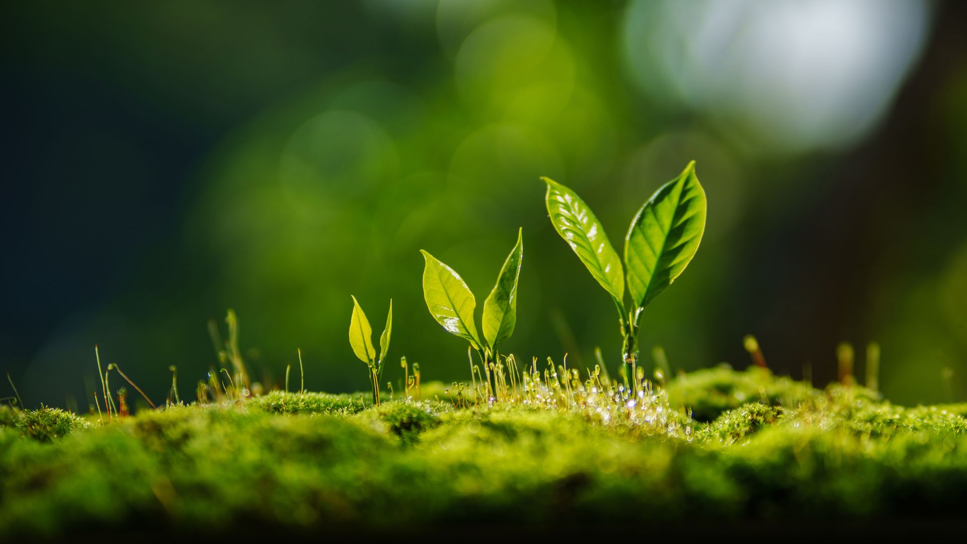 Exotic Growth