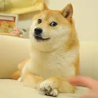 Doge