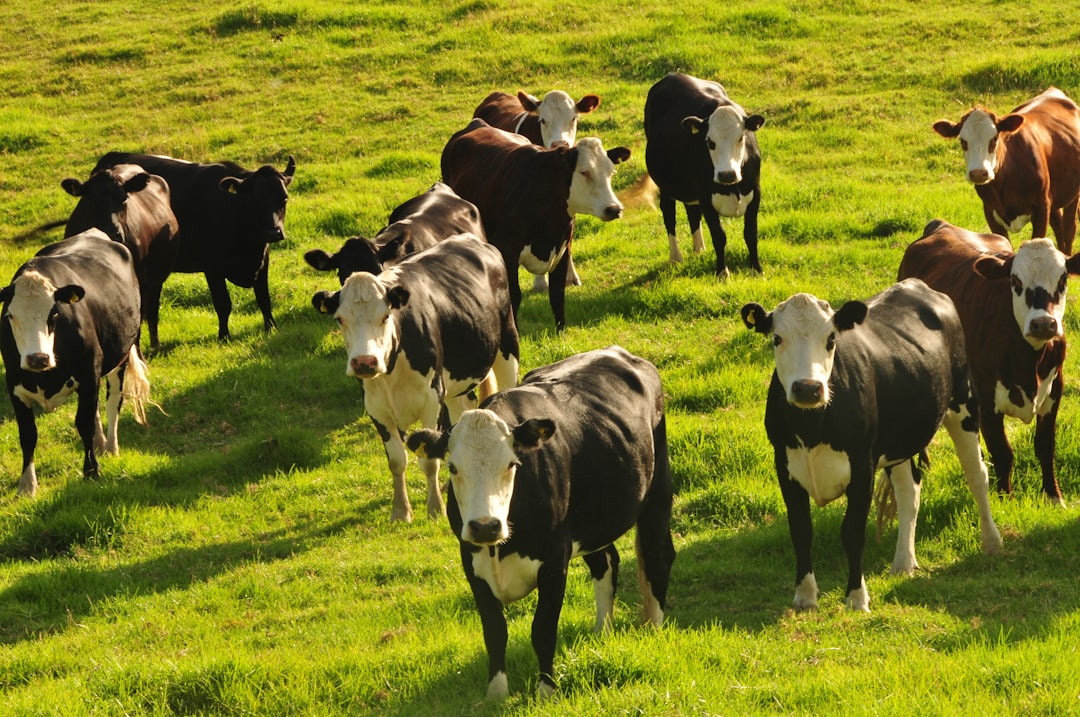 Dairy cows grazing on a green New Zealand pasture