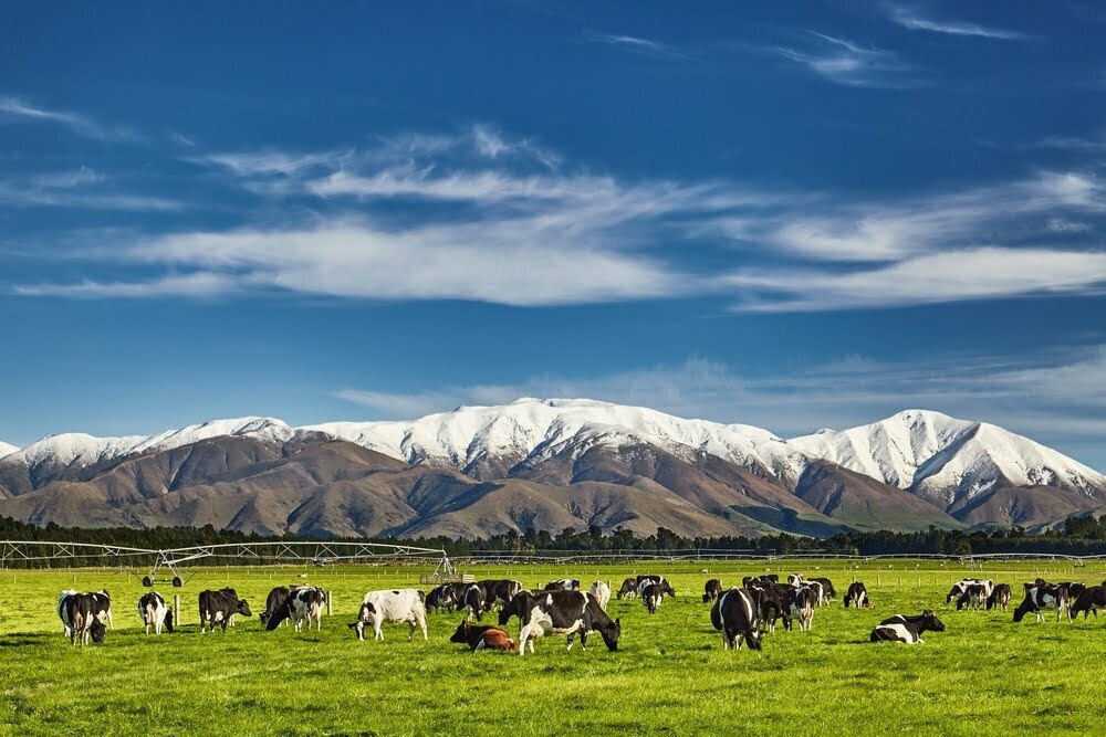 New Zealand dairy cattle on green pasture with snow-capped mountains