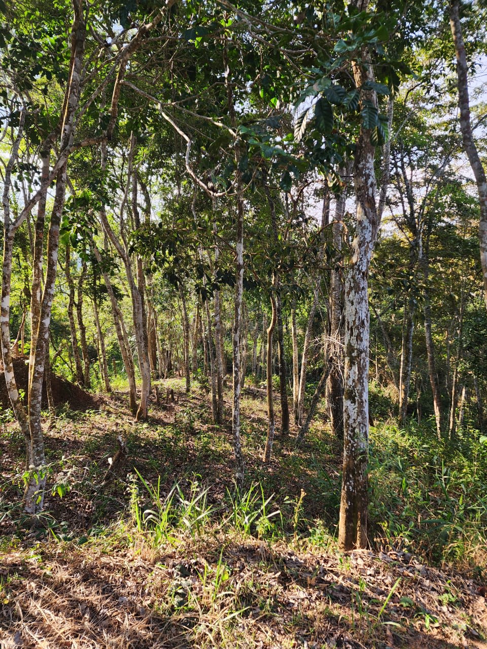 Terreno com excelente topografia e vista.