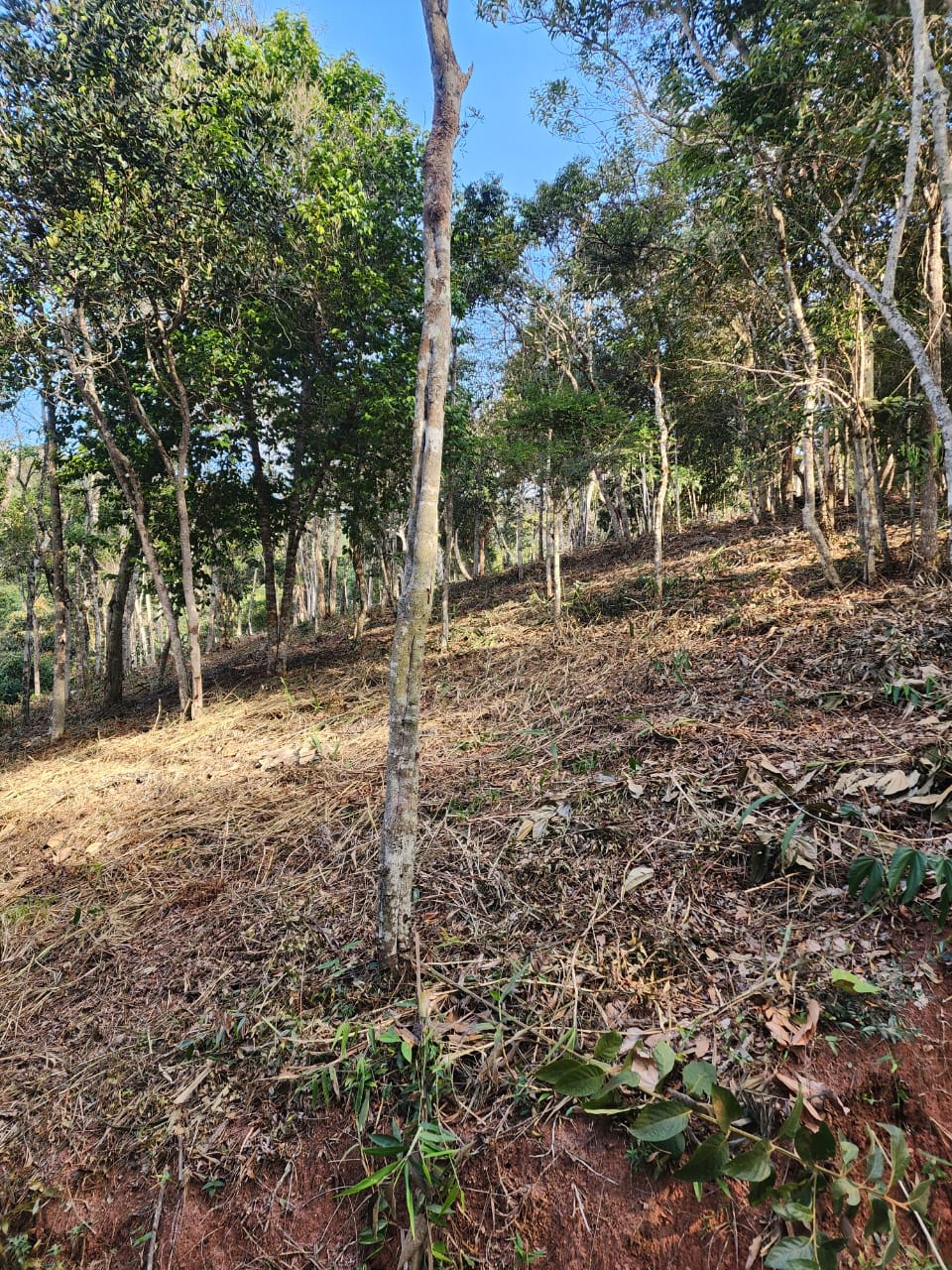 Excelente terreno em Bonsucesso/Petrópolis.