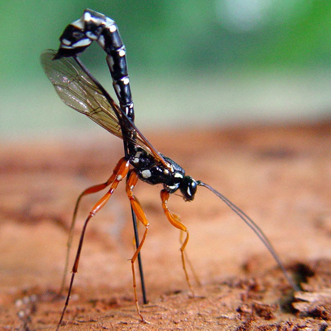 Təbiətin qəddar üzü - Ichneumonidae