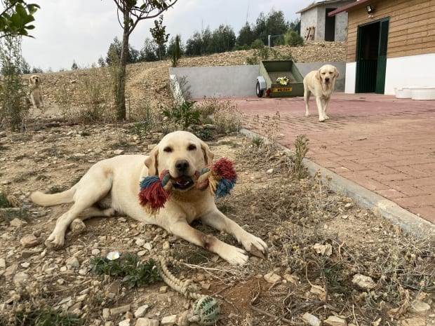 Ted and Pumpkin playing
