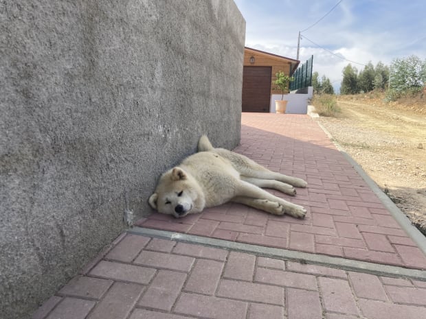 Kachina keeping out of the sun