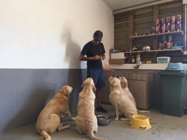 Feeding the four labs treats