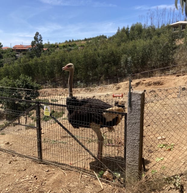 An ostrich