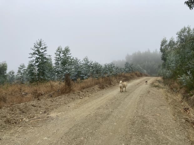 Walking along the road lined with eucalyptus trees in the countryside
