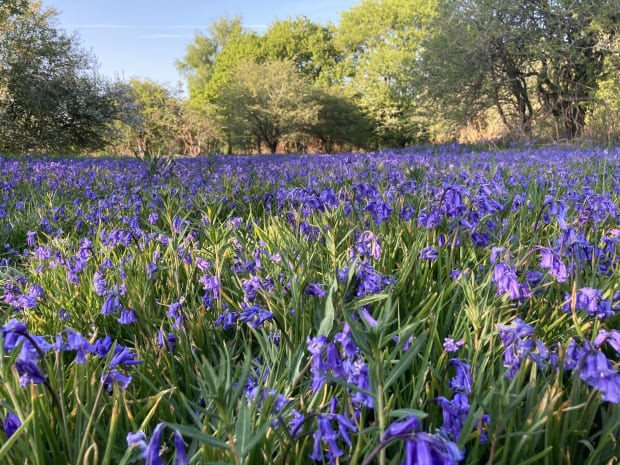 A field of bluebells