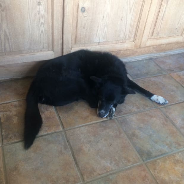 Depp sleeping in the kitchen