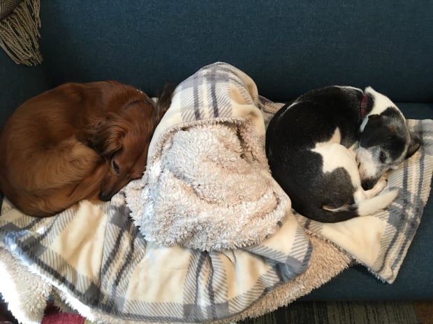 Maybae and Buster curled up on the sofa