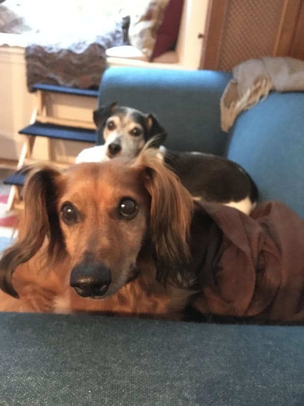 Maybae and Buster being not-so-chill on the sofa.