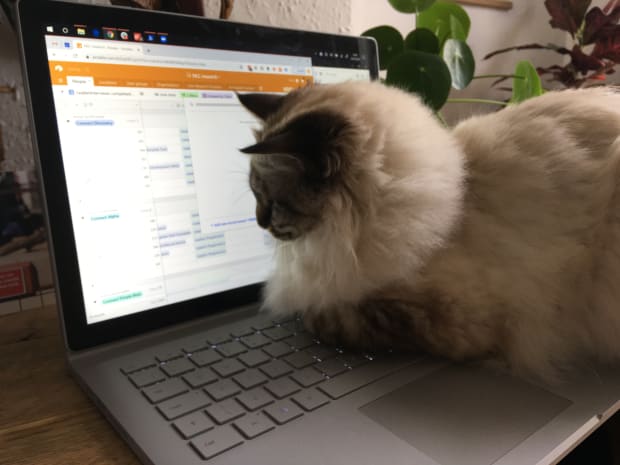 Kiwi sitting on my laptop staring at the screen