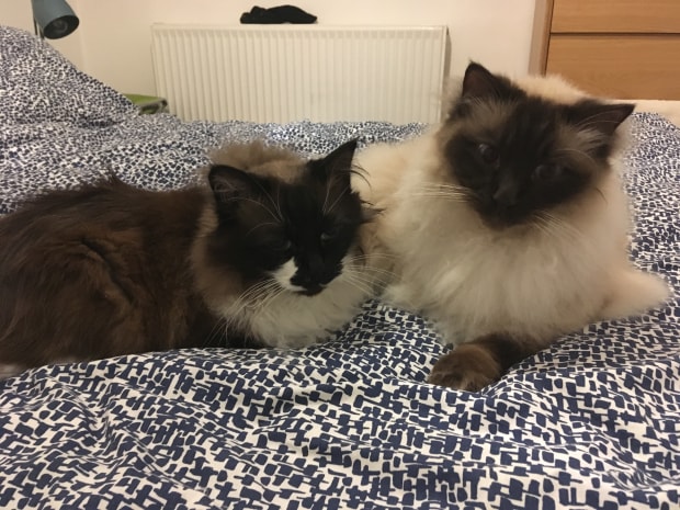 Raf and Poe chilling out on the bed